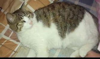 娱乐圈吃瓜猫咪是谁