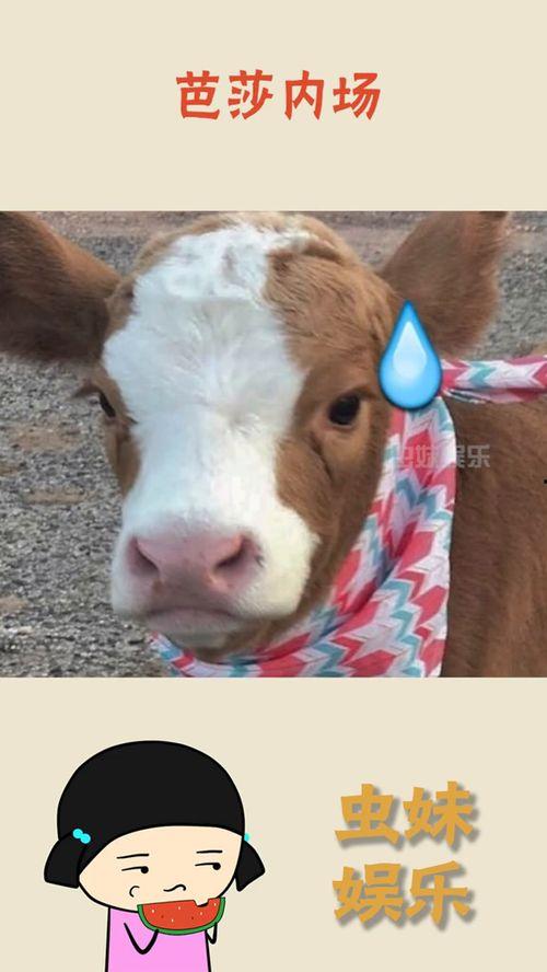 娱乐吃瓜酱冷,揭秘娱乐圈背后的秘密与真相